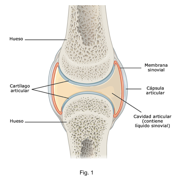 Cartílag articular